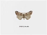 藏品(臺美波紋蛾)的圖片